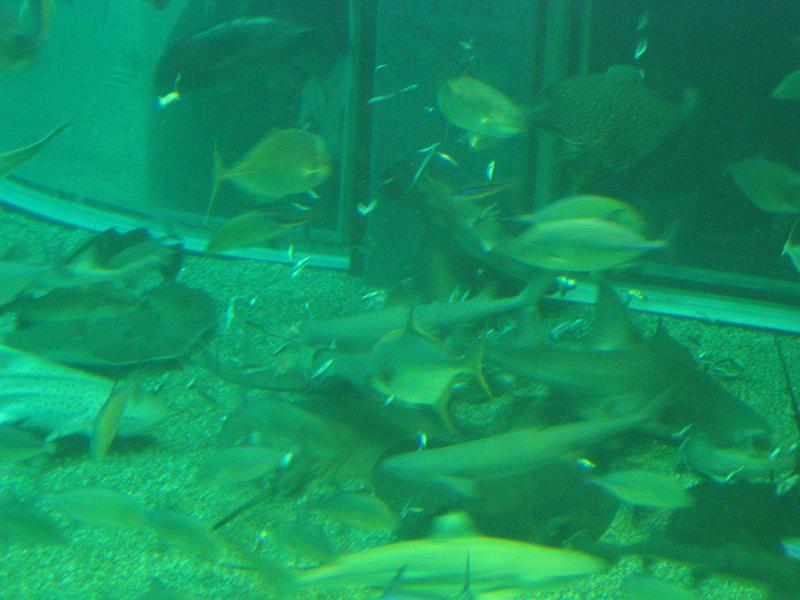 IMG_4463.JPG