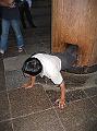 IMG_4414